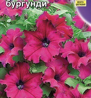 Петуния Балерина бургунди крупноцветковая F1