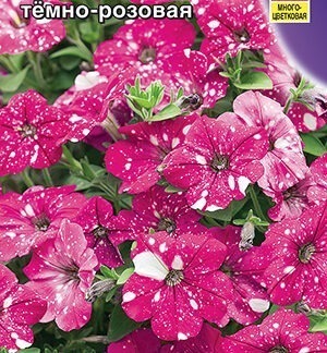 Петуния Дот Стар F1 темно-розовая