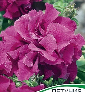Петуния Двойной каскад F1 бургунди