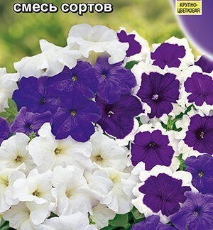 Петуния Хлоя F1 крупноцветковая, смесь окрасок