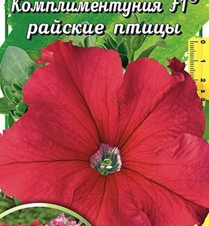 Комплиментуния райские птицы F1 крупноцветковая