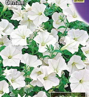 Петуния Марко Поло F1 белая