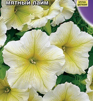 Петуния Марко Поло F1 мятный лайм