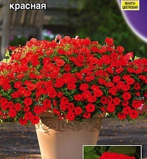 Петуния мини Минибелло F1 красная