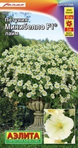 Петуния мини Минибелло F1 лайм многоцветковая