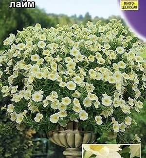 Петуния мини Минибелло F1 лайм многоцветковая