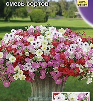 Петуния мини Минибелло F1, смесь окрасок