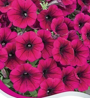 Петуния Шок вейв F1 темно-пурпурная