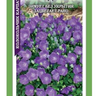 Колокольчик Рапидо блу