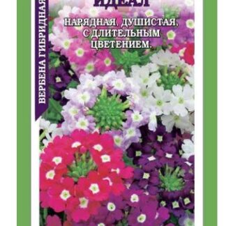 Вербена Идеал