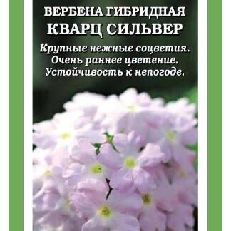 Вербена Кварц Сильвер