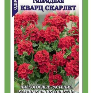 Вербена Кварц Скарлет
