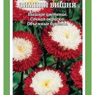 Астра Зимняя вишня