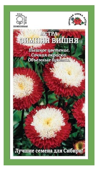 Астра Зимняя вишня