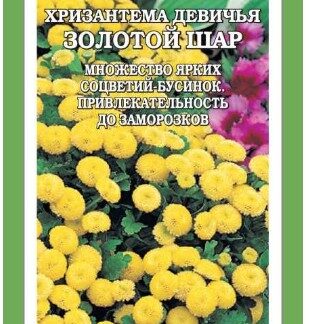 Хризантема Золотой шар