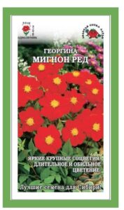 Георгина Мигнон Ред