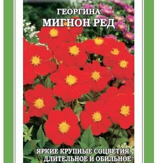 Георгина Мигнон Ред