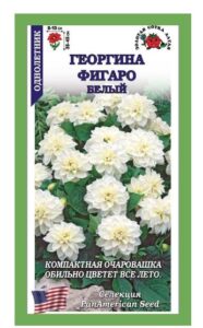 Георгина Фигаро Белый