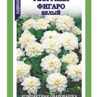 Георгина Фигаро Белый