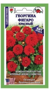 Георгина Фигаро Красный