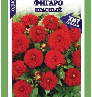 Георгина Фигаро Красный