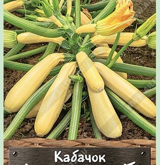 Кабачок цуккини Цыпленок F1