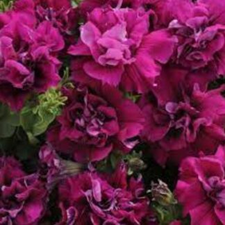 Петуния Дуо F1 бургунди