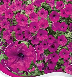 Петуния Изи вейв фиолетовая