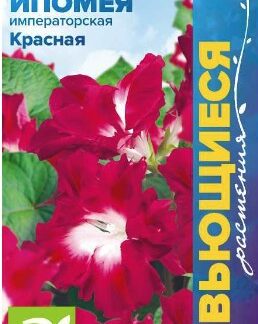 ИПОМЕЯ ИМПЕРАТОРСКАЯ КРАСНАЯ