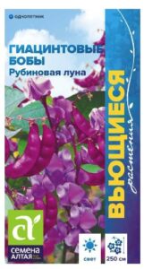 ГИАЦИНТОВЫЕ БОБЫ РУБИНОВАЯ ЛУНА