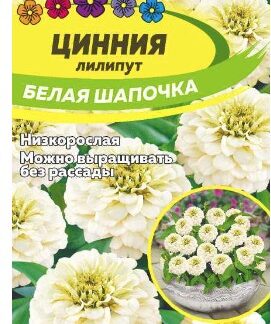 ЦИННИЯ ЛИЛИПУТ БЕЛАЯ ШАПОЧКА