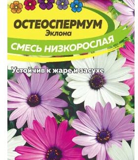 ОСТЕОСПЕРМУМ СМЕСЬ НИЗКОРОСЛАЯ