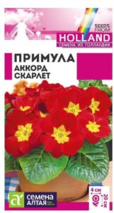 ПРИМУЛА АККОРД СКАРЛЕТ