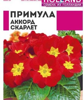 ПРИМУЛА АККОРД СКАРЛЕТ