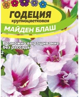 ГОДЕЦИЯ МАЙДЕН БЛАШ