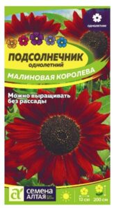 ПОДСОЛНЕЧНИК МАЛИНОВАЯ КОРОЛЕВА