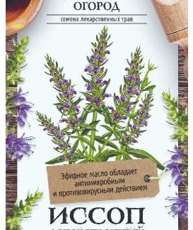ЗЕЛЕНЬ ИССОП ЗНАХАРЬ ЛЕКАРСТВЕННЫЙ