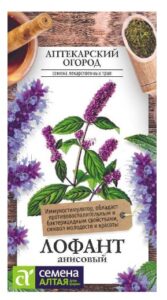 ЗЕЛЕНЬ ЛОФАНТ АНИСОВЫЙ