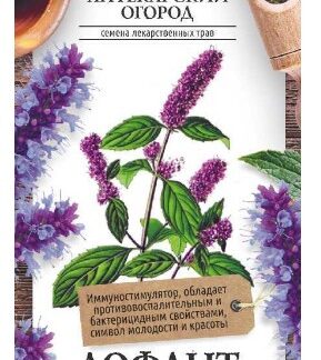 ЗЕЛЕНЬ ЛОФАНТ АНИСОВЫЙ