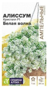 АЛИССУМ КРИСТАЛЛ F1 БЕЛАЯ ВОЛНА АМПЕЛЬНЫЙ