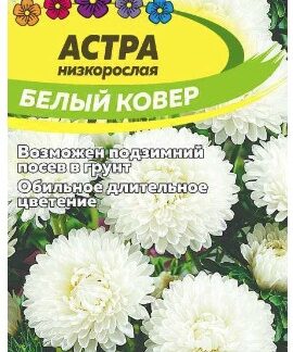 АСТРА БЕЛЫЙ КОВЕР НИЗКОРОСЛАЯ