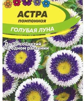 АСТРА ГОЛУБАЯ ЛУНА ПОМПОННАЯ