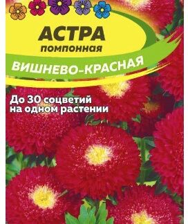 АСТРА ПОМПОННАЯ ВИШНЕВО-КРАСНАЯ