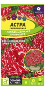 АСТРА СЕДАЯ ДАМА КРАСНАЯ КАРЛИКОВАЯ