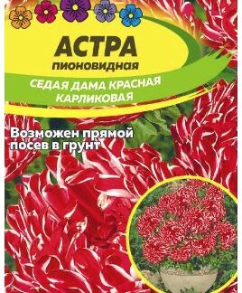 АСТРА СЕДАЯ ДАМА КРАСНАЯ КАРЛИКОВАЯ