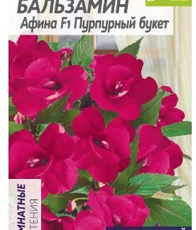 БАЛЬЗАМИН АФИНА F1 ПУРПУРНЫЙ БУКЕТ