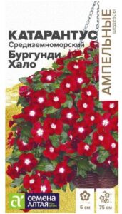 КАТАРАНТУС СРЕДИЗЕМНОМОРСКИЙ БУРГУНДИ ХАЛО