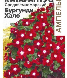 КАТАРАНТУС СРЕДИЗЕМНОМОРСКИЙ БУРГУНДИ ХАЛО