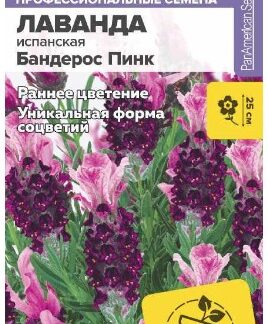 ЛАВАНДА БАНДЕРОС ПИНК ИСПАНСКАЯ