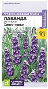 ЛАВАНДА СИНЕЕ КОПЬЕ УЗКОЛИСТНАЯ